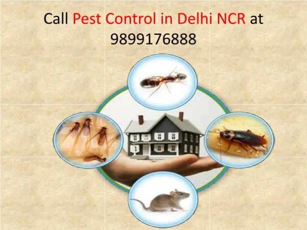 Hire the Best Pest Control for Your Home