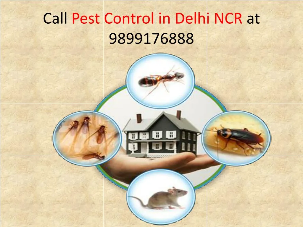 call pest control in delhi ncr at 9899176888