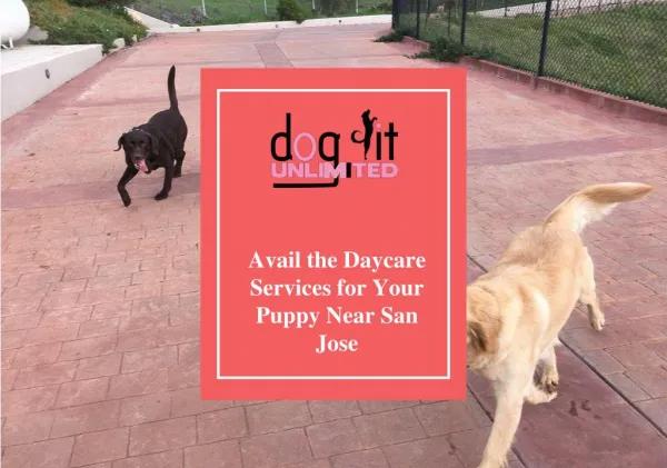 Avail the Daycare Services for Your Puppy Near San Jose
