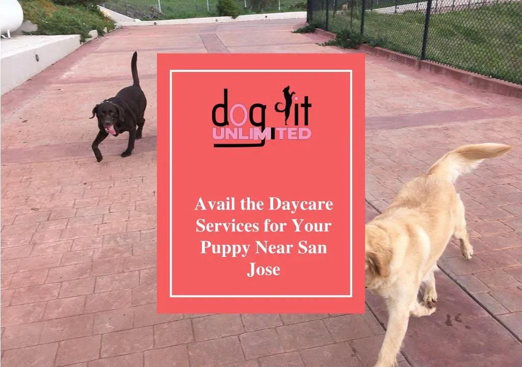 avail the daycare services for your puppy near san jose