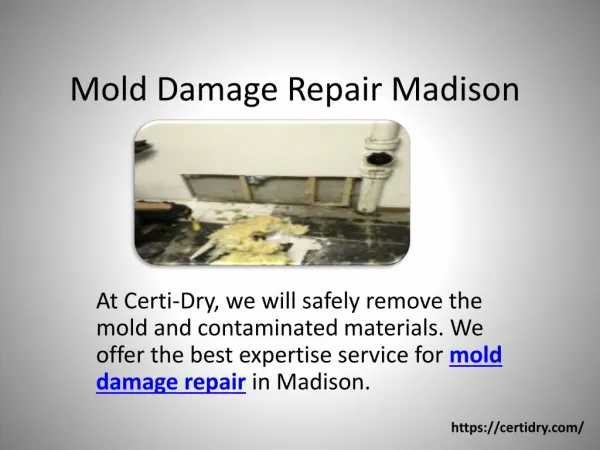 Mold Damage Repair Madison