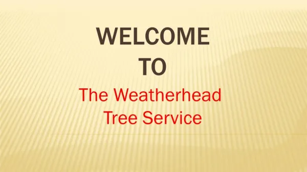 Get The First Class Tree Services in Oakville