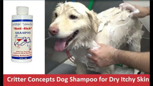 Which Dog Shampoo Is Right for Dry Itchy Skin?
