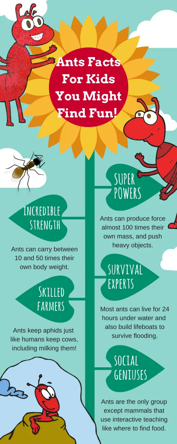 Ant Facts Infographic For Kids
