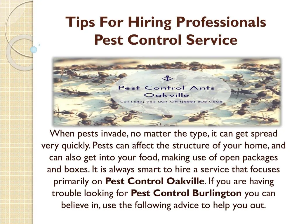 tips for hiring professionals pest control service