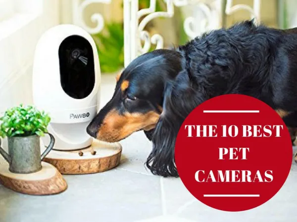 Reviews 2018 | Best Pet Camera