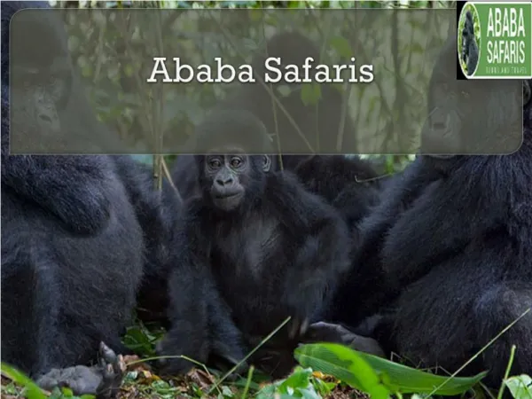 Experience 4 Days Gorilla Safari You Must Not Miss