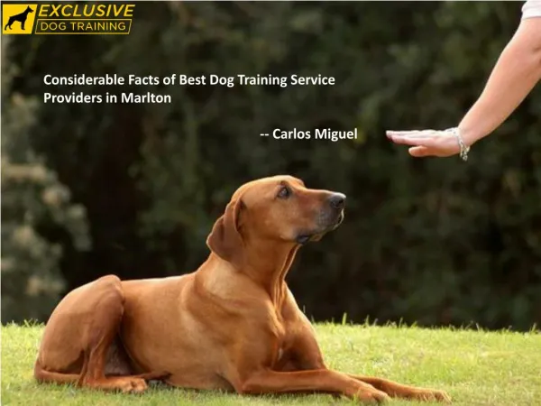 Considerable Facts of Best Dog Training Service Providers in Marlton