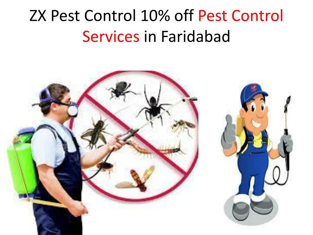 zx pest control 10 off pest control services in faridabad