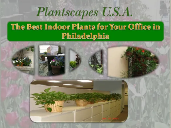 The Best Indoor Plants for Your Office in Philadelphia