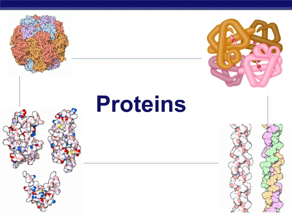 PPT - Proteins PowerPoint Presentation, Free Download - ID:791470