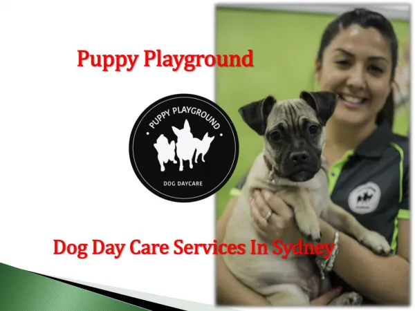 Dog Daycare and Boarding Sydney