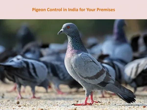 Pigeon Control in India for Your Premises