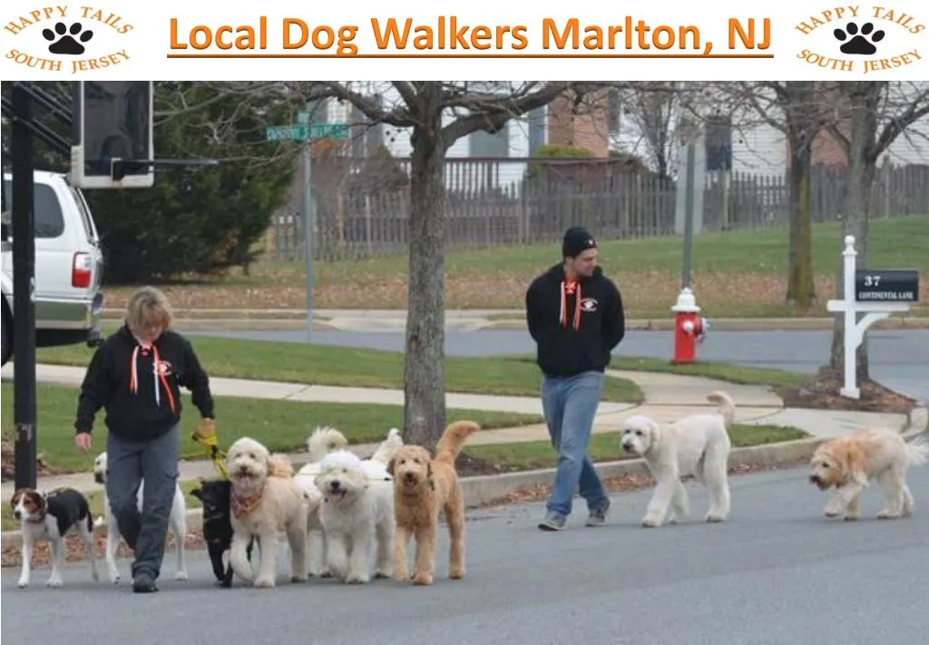 local dog walkers marlton nj