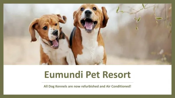 Pet Resort in Sunshine Coast - Eumundi Pet Resort