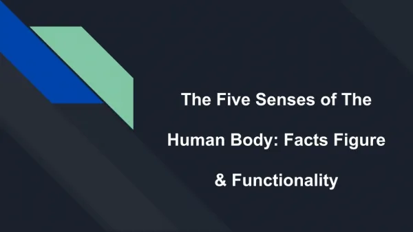 The Five Senses of The Human Body: Facts Figure & Functionality