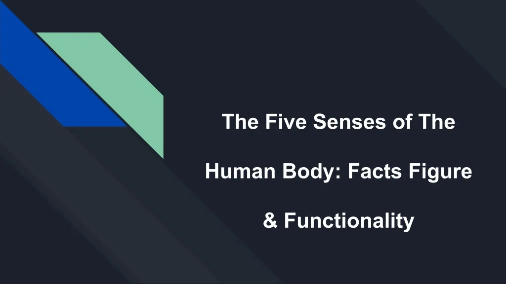 the five senses of the