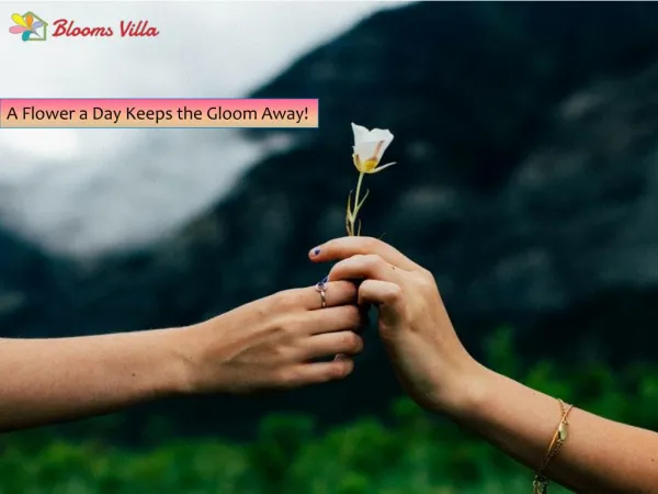 A Flower a Day Keeps the Gloom Away! - flowers delivery in gurgaon