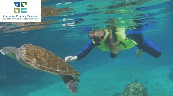 Explore the best Grand Cayman excursions in Cayman Turtle Centre.