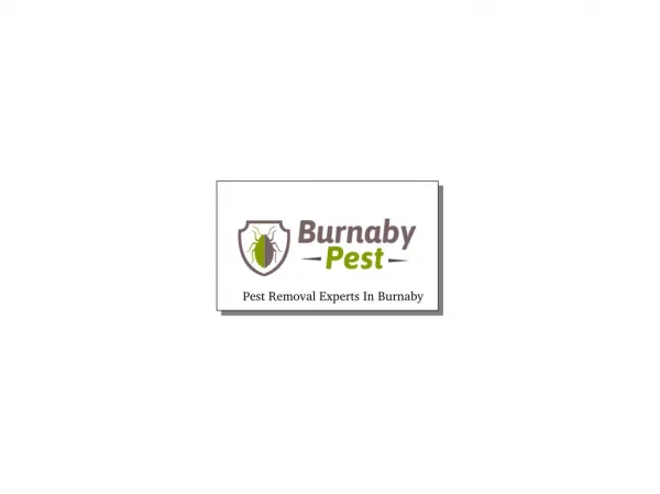 Reliable Pest Control Service In Burnaby