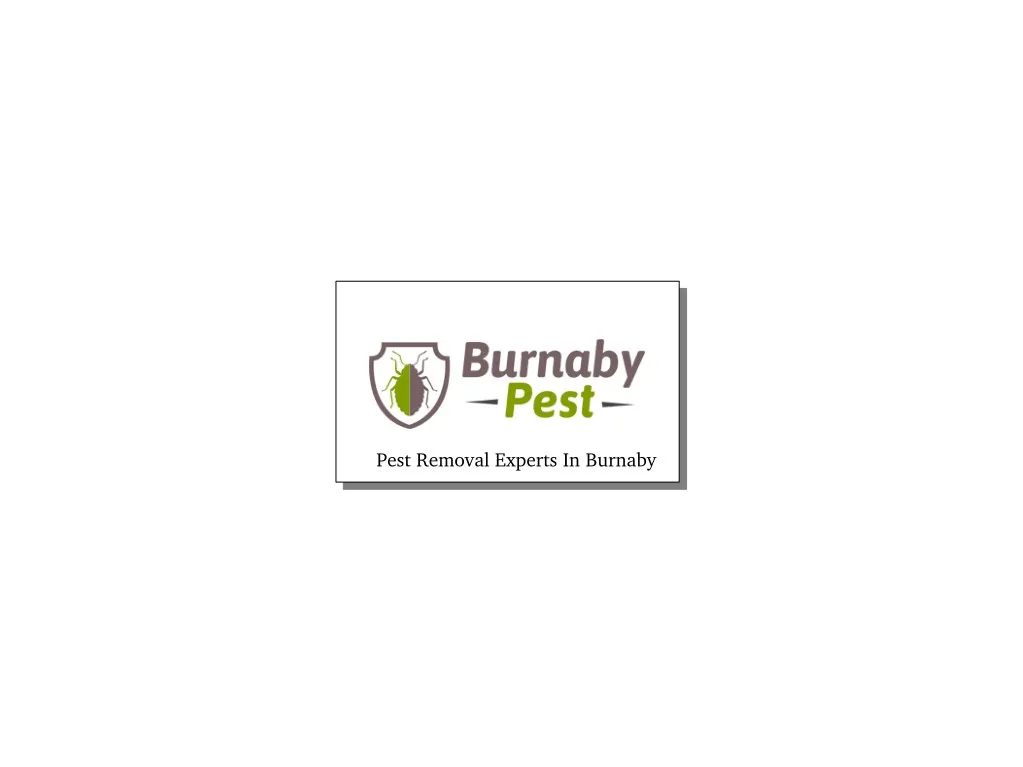 pest removal experts in burnaby
