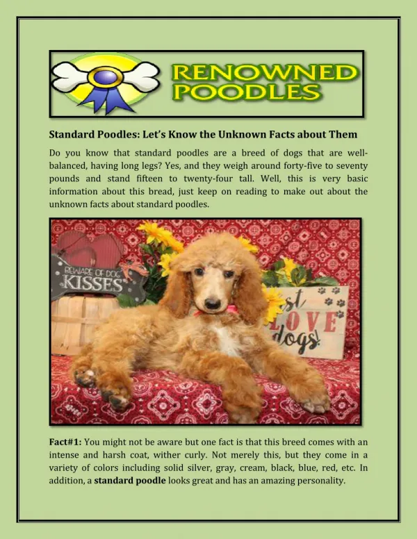 Standard Poodles: Let’s Know the Unknown Facts about Them