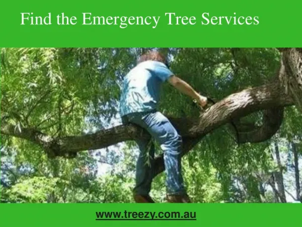 Find the Emergency Tree Services Brisbane Southside