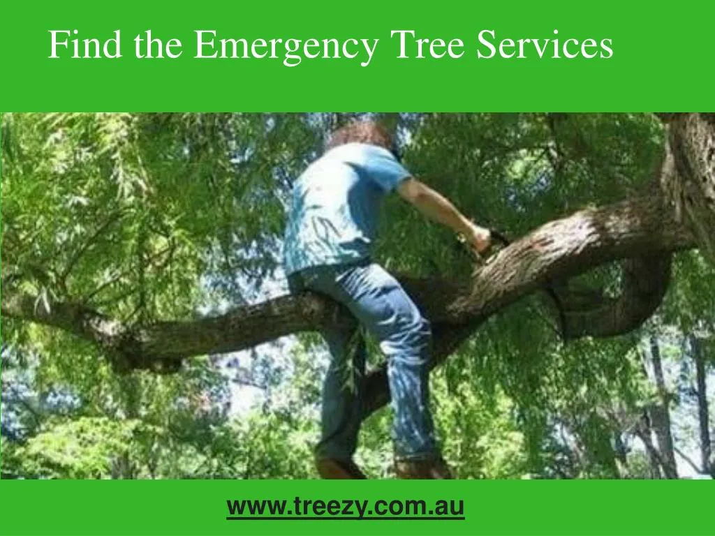find the emergency tree services