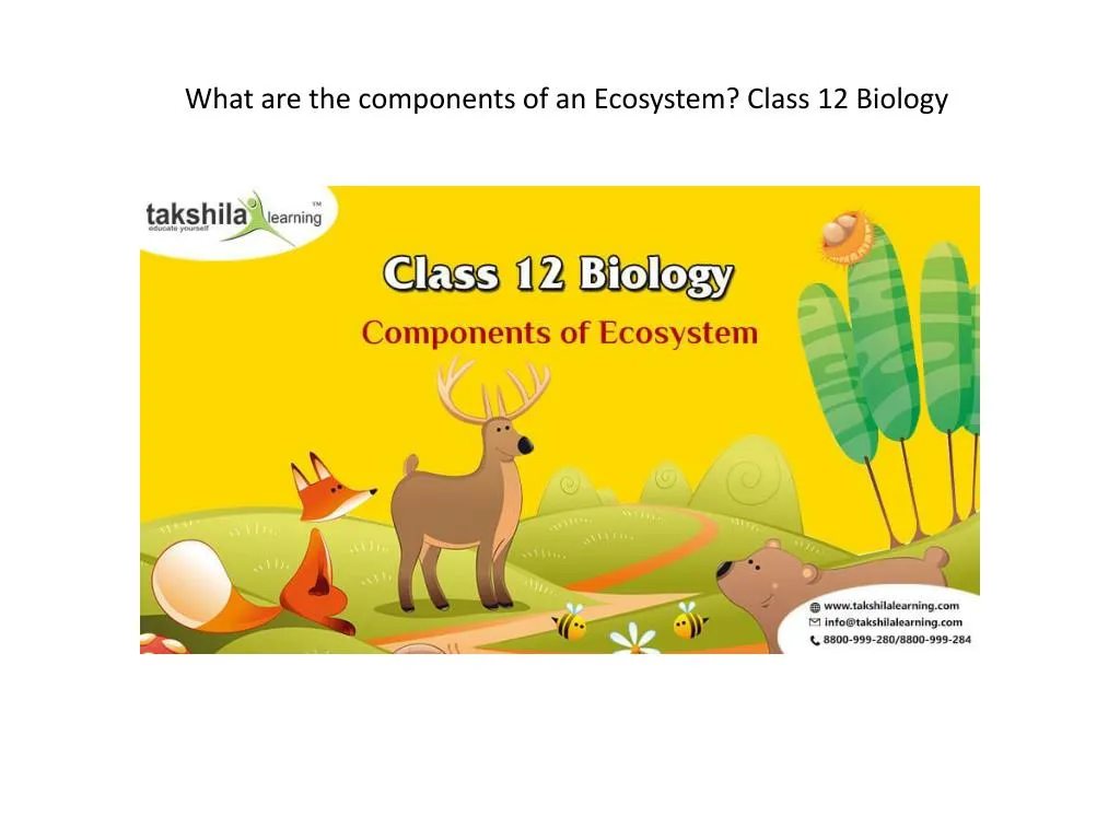 what are the components of an ecosystem class 12 biology