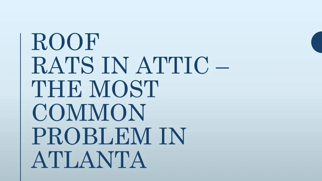 roof rats in attic the most common problem in atlanta