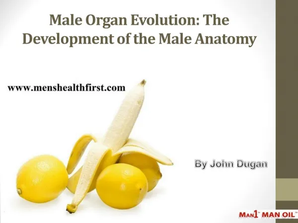 Male Organ Evolution: The Development of the Male Anatomy