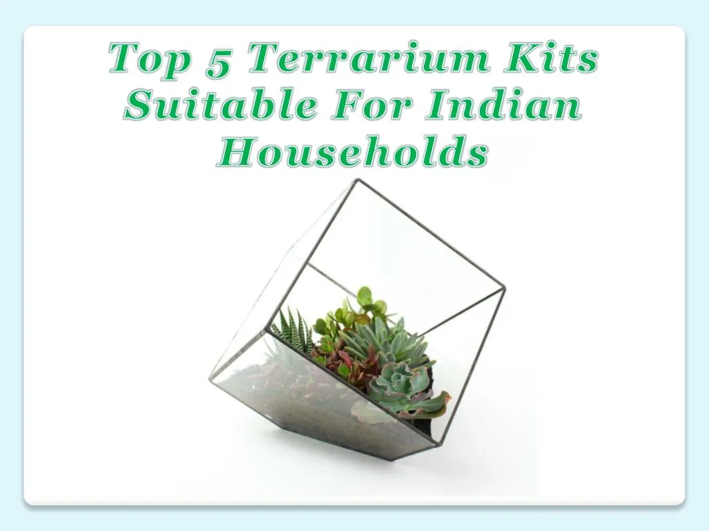 top 5 terrarium kits suitable for indian
