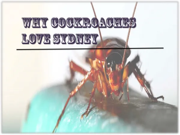 Why Cockroaches Love Sydney