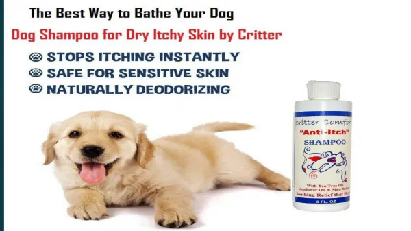 The Best Way to Bathe Your Dog