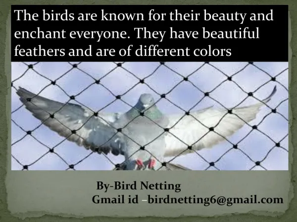 Bird control netting can be an efficient way to intercept birds.