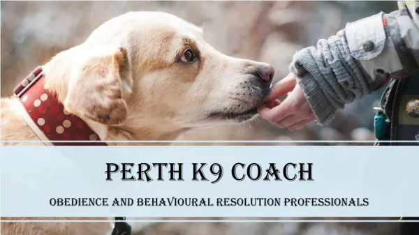 Professional Dog Trainers in Perth - Perth K9 Coach