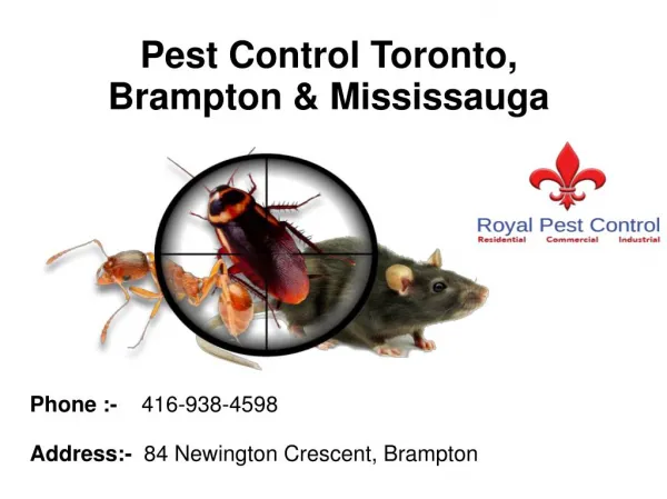 Pest Control Toronto, Brampton & Mississauga