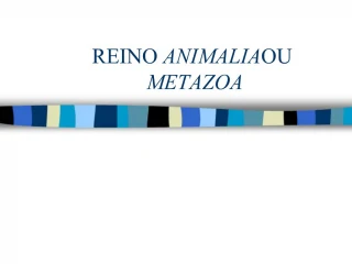 REINO ANIMALIA OU METAZOA - slide 1