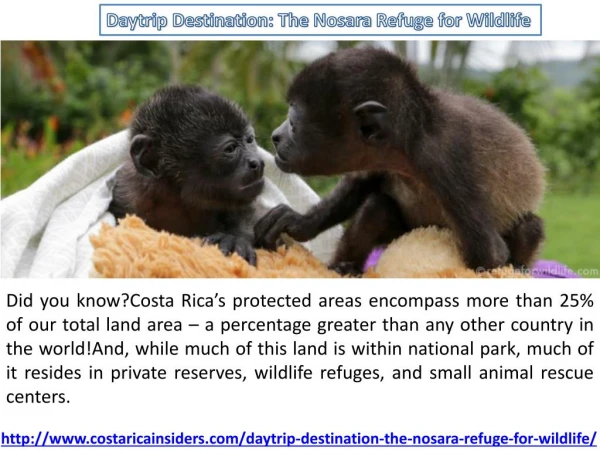 Daytrip Destination: The Nosara Refuge for Wildlife