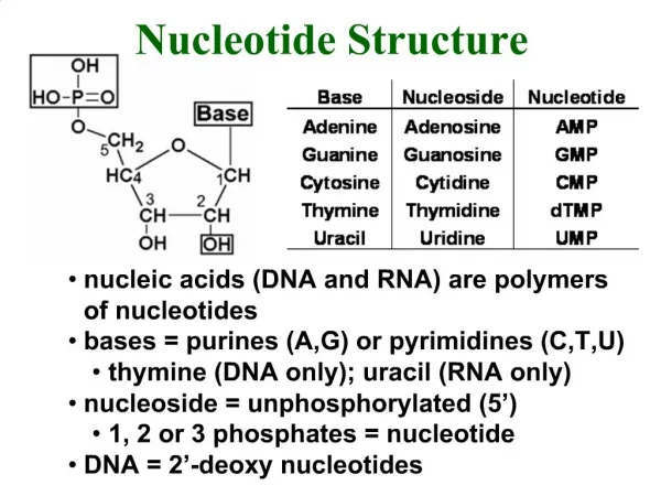 Nucleic acids DNA and RNA are polymers of nucleotides bases purines A,G or pyrimidines C,T,U thymine DNA only; uracil R