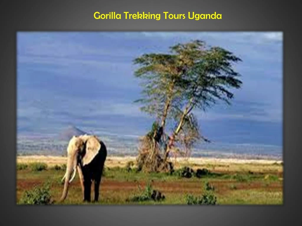 gorilla trekking tours uganda