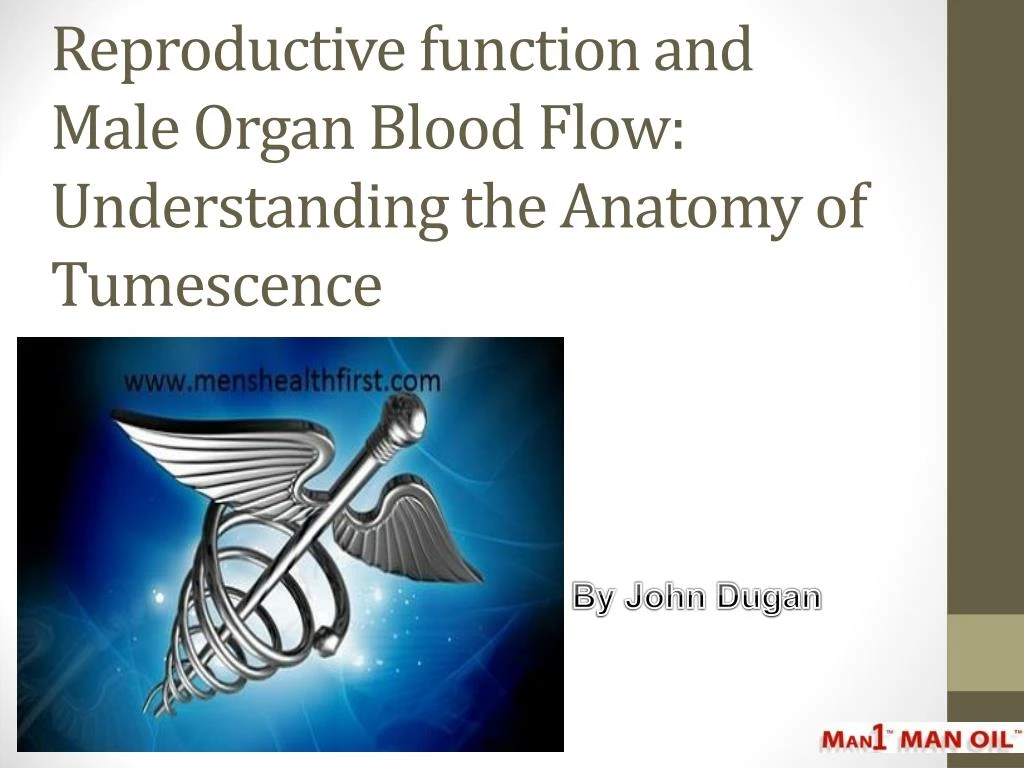reproductive function and male organ blood flow understanding the anatomy of tumescence