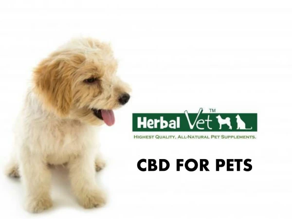 CBD For Pets