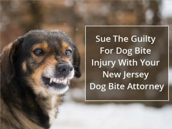 Sue The Guilty For Dog Bite Injury With Your New Jersey Dog Bite Attorney