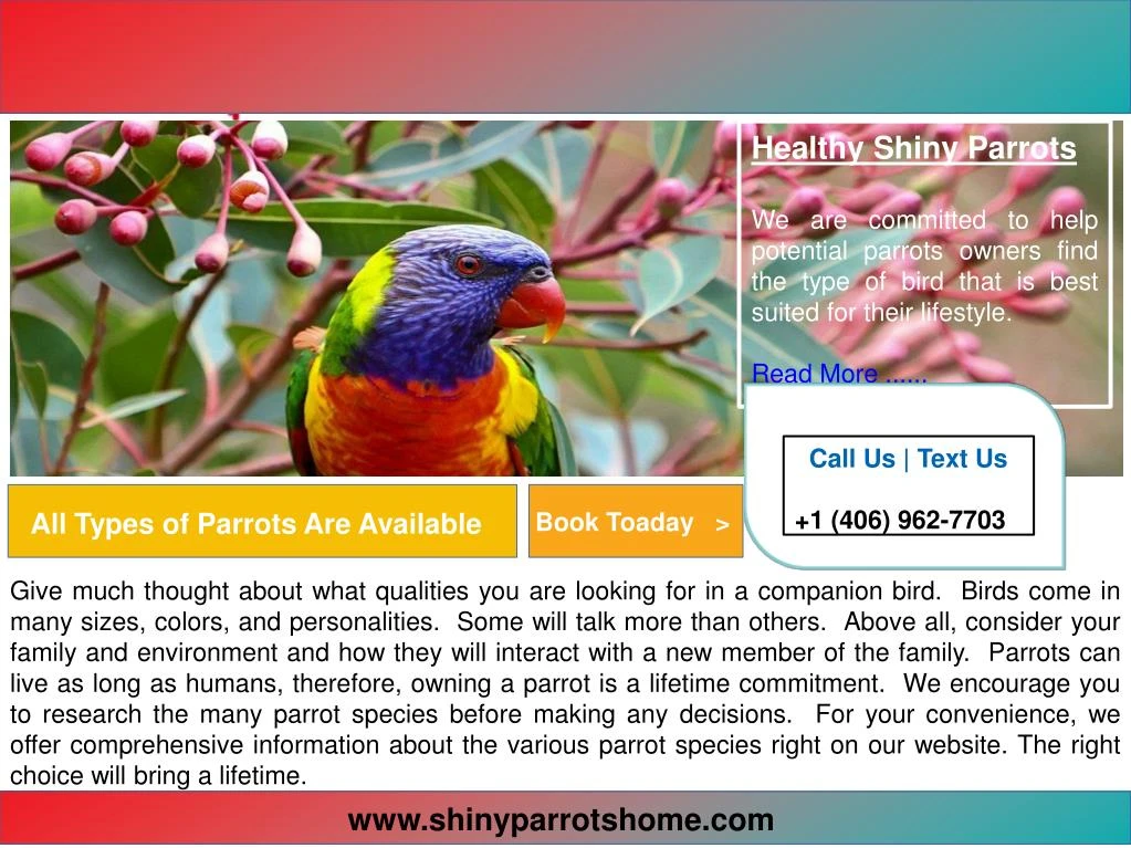 healthy shiny parrots we are committed to help