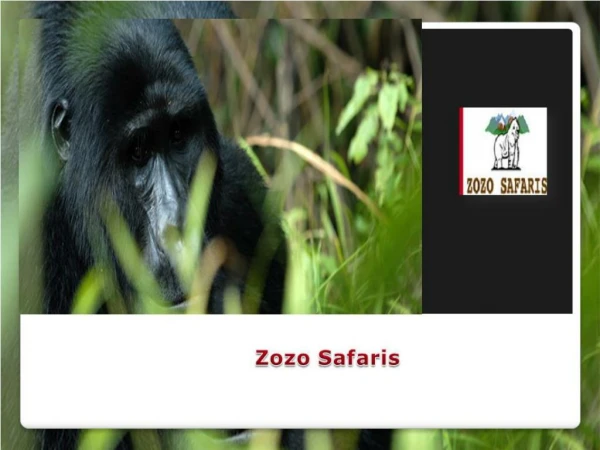 Enjoy Exciting Experiences Of Gorilla Trekking In Bwindi