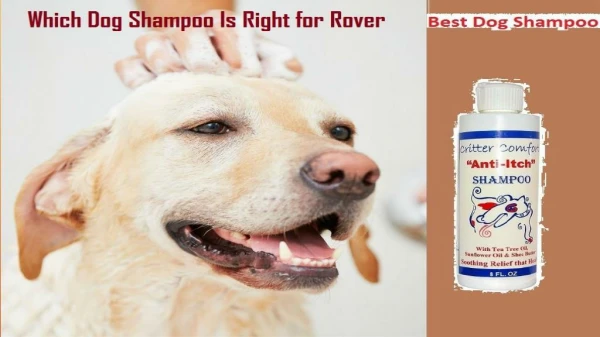Which Dog Shampoo Is Right for Rover