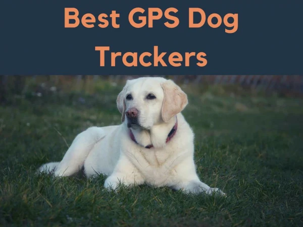 Best GPS Dog Trackers | Read Here