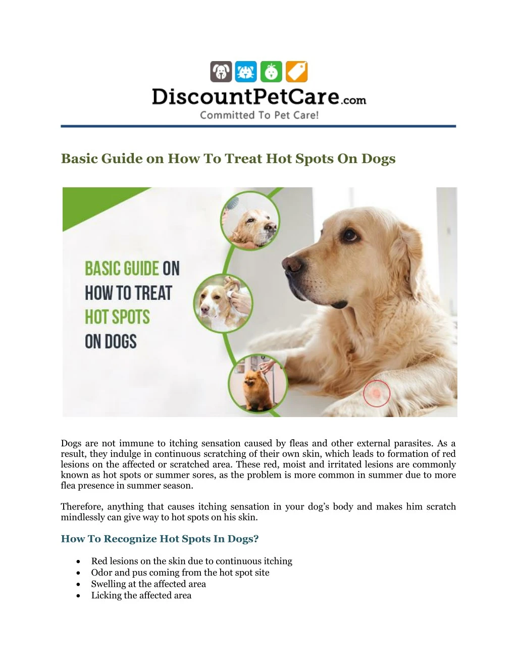 basic guide on how to treat hot spots on dogs