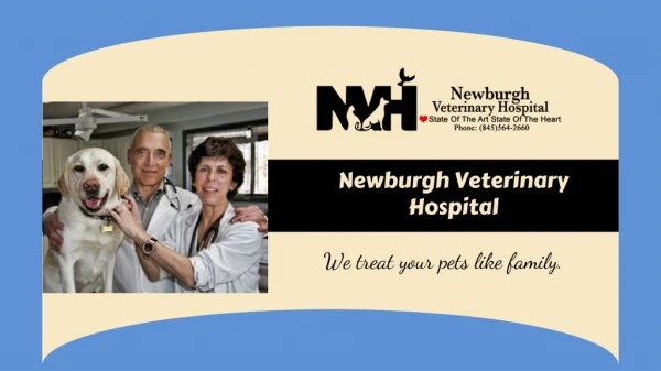 Newburgh Animal Hospital: Veterinary Health Care